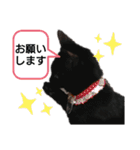 黒猫にこちゃんの日常使いスタンプ（個別スタンプ：3）