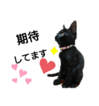 黒猫にこちゃんの日常使いスタンプ（個別スタンプ：4）