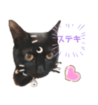 黒猫にこちゃんの日常使いスタンプ（個別スタンプ：5）