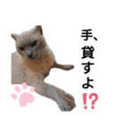 黒猫にこちゃんの日常使いスタンプ（個別スタンプ：10）