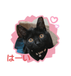 黒猫にこちゃんの日常使いスタンプ（個別スタンプ：12）