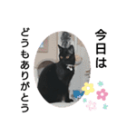 黒猫にこちゃんの日常使いスタンプ（個別スタンプ：13）