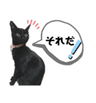 黒猫にこちゃんの日常使いスタンプ（個別スタンプ：16）
