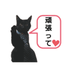 黒猫にこちゃんの日常使いスタンプ（個別スタンプ：19）