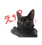 黒猫にこちゃんの日常使いスタンプ（個別スタンプ：20）
