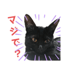 黒猫にこちゃんの日常使いスタンプ（個別スタンプ：21）