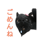 黒猫にこちゃんの日常使いスタンプ（個別スタンプ：22）