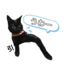 黒猫にこちゃんの日常使いスタンプ（個別スタンプ：24）