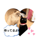 黒猫にこちゃんの日常使いスタンプ（個別スタンプ：25）