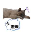 黒猫にこちゃんの日常使いスタンプ（個別スタンプ：30）