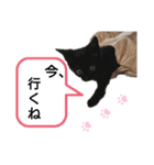 黒猫にこちゃんの日常使いスタンプ（個別スタンプ：31）
