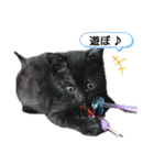 黒猫にこちゃんの日常使いスタンプ（個別スタンプ：32）