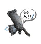 黒猫にこちゃんの日常使いスタンプ（個別スタンプ：36）