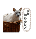 黒猫にこちゃんの日常使いスタンプ（個別スタンプ：38）