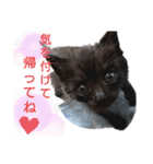 黒猫にこちゃんの日常使いスタンプ（個別スタンプ：40）