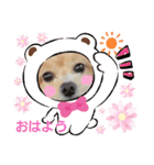 マルチーズ×プードルの日常【マルプー犬】（個別スタンプ：1）