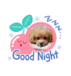 マルチーズ×プードルの日常【マルプー犬】（個別スタンプ：2）