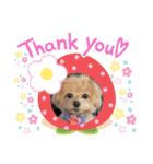 マルチーズ×プードルの日常【マルプー犬】（個別スタンプ：3）