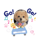 マルチーズ×プードルの日常【マルプー犬】（個別スタンプ：5）