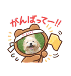 マルチーズ×プードルの日常【マルプー犬】（個別スタンプ：6）