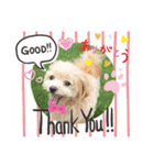 マルチーズ×プードルの日常【マルプー犬】（個別スタンプ：8）