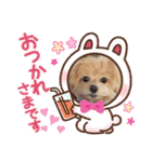 マルチーズ×プードルの日常【マルプー犬】（個別スタンプ：10）
