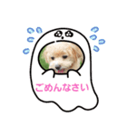 マルチーズ×プードルの日常【マルプー犬】（個別スタンプ：11）
