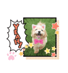 マルチーズ×プードルの日常【マルプー犬】（個別スタンプ：12）