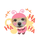 マルチーズ×プードルの日常【マルプー犬】（個別スタンプ：14）