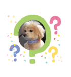 マルチーズ×プードルの日常【マルプー犬】（個別スタンプ：16）