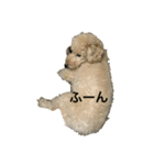 モコモコですが何か（個別スタンプ：2）