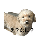 モコモコですが何か（個別スタンプ：3）