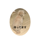 モコモコですが何か（個別スタンプ：6）