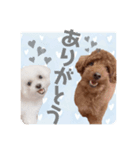 ぎょくちゃばII（個別スタンプ：7）