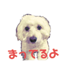うちのスーちゃん（個別スタンプ：4）