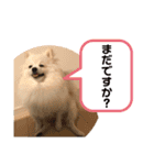 ポメラニアンの平吉さん（個別スタンプ：5）