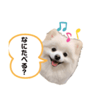 ポメラニアンの平吉さん（個別スタンプ：8）