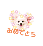 ポメラニアンの平吉さん（個別スタンプ：14）