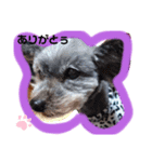 我が家のわんころ。（個別スタンプ：3）