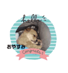 我が家のわんころ。（個別スタンプ：4）