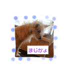 我が家のわんころ。（個別スタンプ：5）
