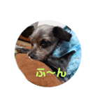 我が家のわんころ。（個別スタンプ：8）