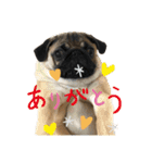 しらたま(パグ)のスタンプ（個別スタンプ：3）