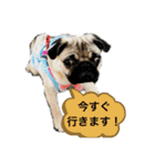 しらたま(パグ)のスタンプ（個別スタンプ：5）