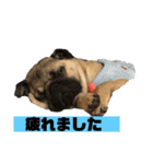しらたま(パグ)のスタンプ（個別スタンプ：10）