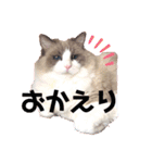 ラグドールのフーガ（個別スタンプ：3）