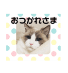 ラグドールのフーガ（個別スタンプ：4）