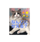 ラグドールのフーガ（個別スタンプ：6）