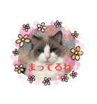 ラグドールのフーガ（個別スタンプ：7）