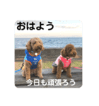 T家のイッヌたち（個別スタンプ：1）